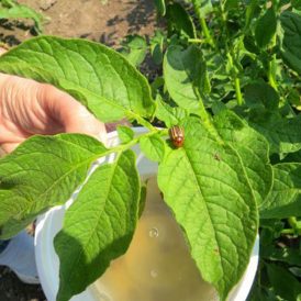 Potato Bugs and Ponderings Image